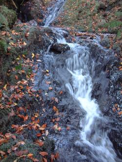 Waterfall and leaves